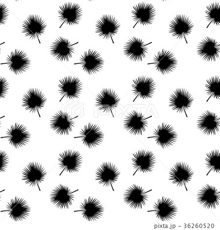 Black and White silhouette of leaf Libistones of Black and White silhouette of leaf Libistones of 36260520