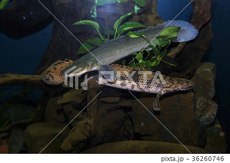 ネオケラトドゥス肺魚☆古代魚☆ハイギョの写真素材 [36260746] - PIXTA