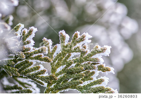 Frost on tree branches 36260803
