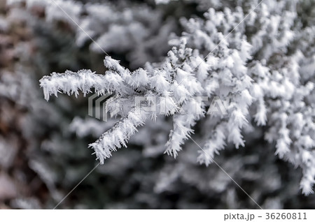Frost on tree branches 36260811