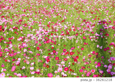 アキザクラ コスモ コスモス 36261218