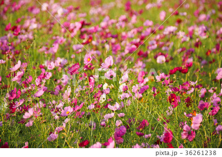 アキザクラ コスモ コスモス 36261238