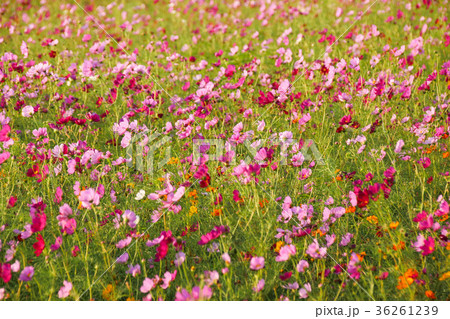 アキザクラ コスモ コスモス 36261239