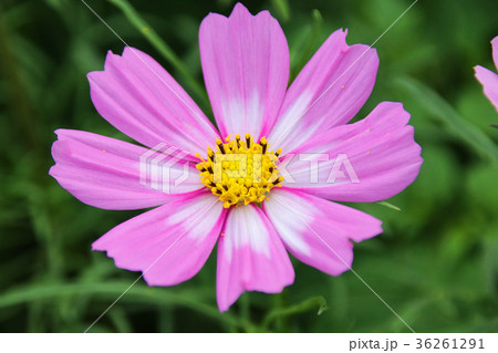 アキザクラ コスモ コスモス 36261291