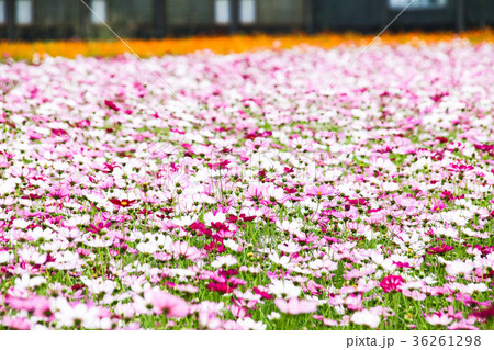 アキザクラ コスモ コスモス 36261298