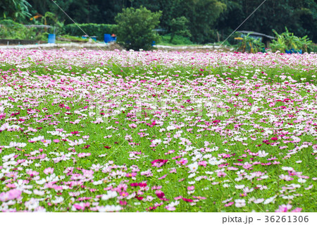 アキザクラ コスモ コスモス 36261306