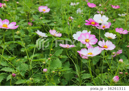アキザクラ コスモ コスモス 36261311