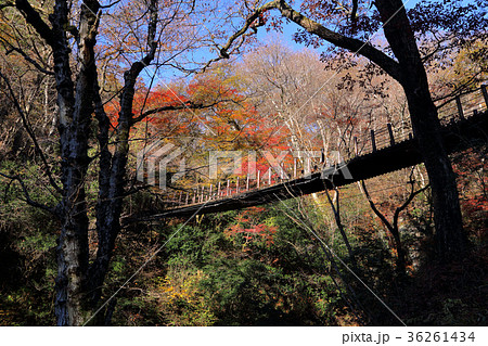 ロマンチック茨城 秋の澄み切った日差しを浴びてつり橋が紅葉の森に向かう 高萩市 花貫渓谷の写真素材