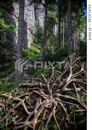 close up on destroyed tree in the forest, close up on destroyed tree in the forest, 36261654