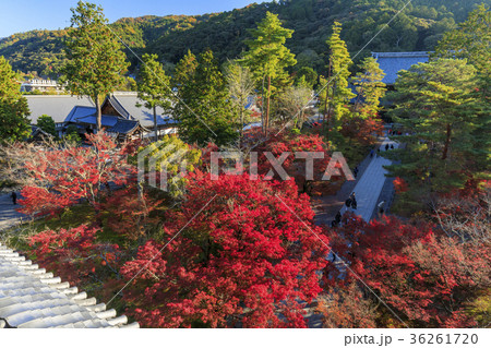 南禅寺　紅葉 36261720