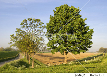 Two trees on a spring day 36262123