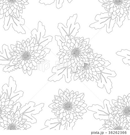 Chrysanthemum on White Background Chrysanthemum on White Background 36262366