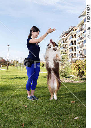Dog Handler Training Australian Shepherd  Dog Handler Training Australian Shepherd  36263926
