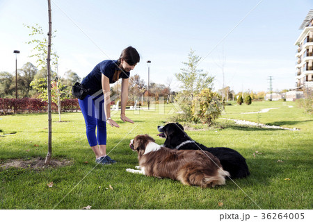 Two Dogs Laying Obey Training  Two Dogs Laying Obey Training  36264005