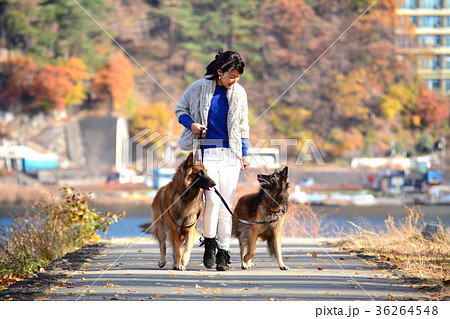 犬の散歩をする女性　　ベルジアンシェパード 36264548