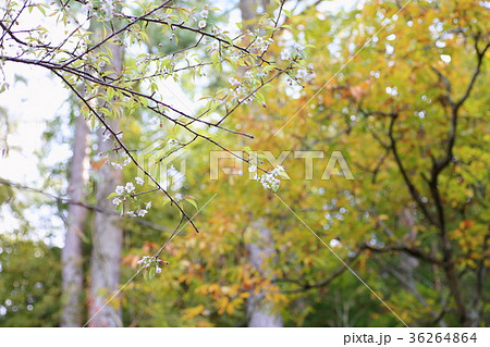 ヒマラヤザクラの花 36264864