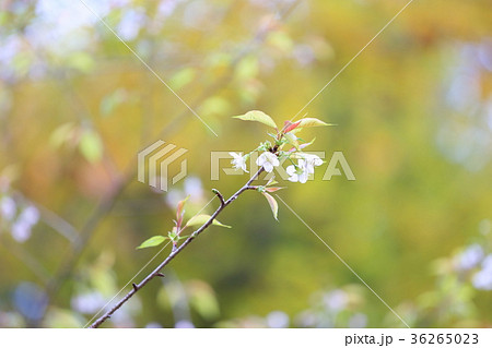 ヒマラヤザクラの花 36265023