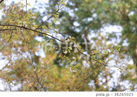 ヒマラヤザクラの花 36265025