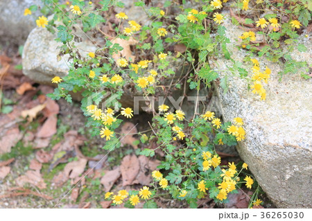 シオギクの花 36265030