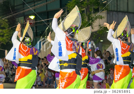 東京都 高円寺阿波おどり 東京都 高円寺阿波おどり 36265891