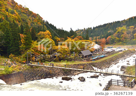 紅葉の渓流と吊り橋 36267139