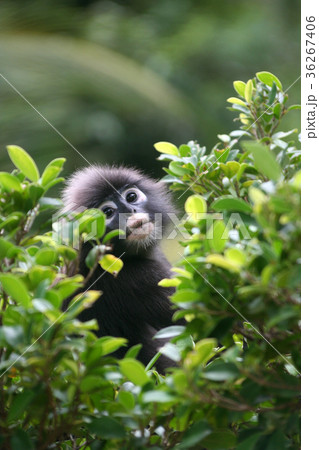 Dusky langur or leaf monkey on the tree. 36267406