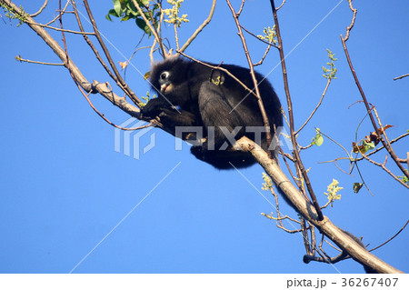 Leaf Monkey or Duskey Langur eating leaf on trees 36267407