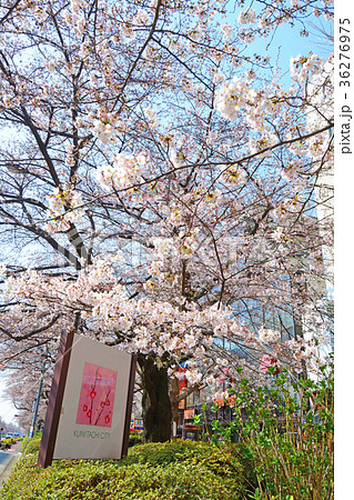 東京都国立市　大学通りの桜 36276975