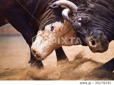 闘牛 闘牛 36278295