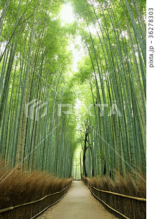 京都 竹林の写真素材