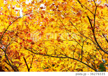 有馬の紅葉 有馬の紅葉 36278335