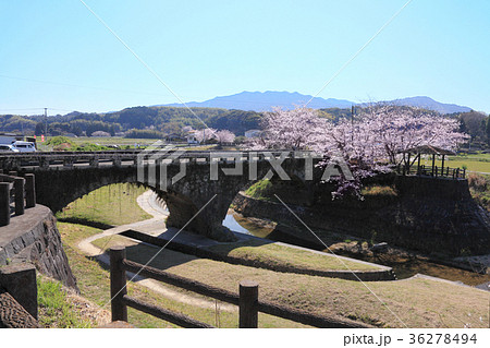 桜と岩本橋 36278494