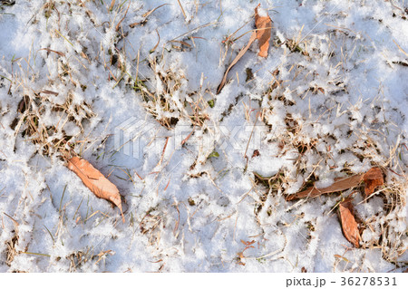 雪景色 落葉 雪 雪景色 落葉 雪 36278531