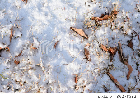雪景色 落葉 雪 雪景色 落葉 雪 36278532