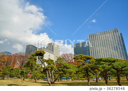 丸の内ビル街と皇居前の松並木 丸の内ビル街と皇居前の松並木 36278548