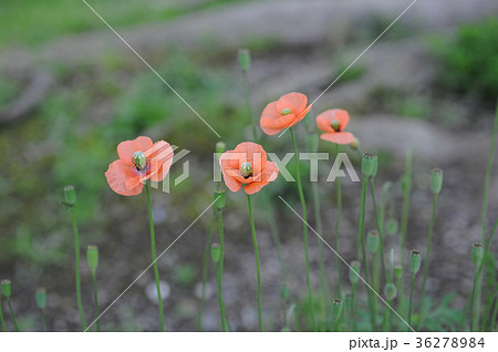 ナガミヒナゲシ ナガミヒナゲシ 36278984