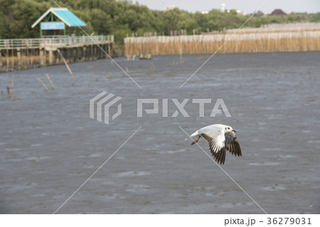 Seagulls flying in the sky at Bang Pu,Thailand. 36279031