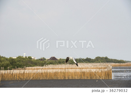 Seagulls flying in the sky at Bang Pu,Thailand. Seagulls flying in the sky at Bang Pu,Thailand. 36279032