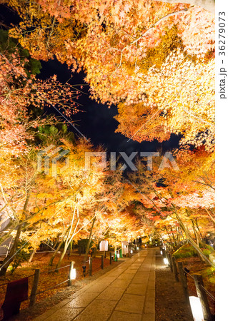 永観堂 ライトアップ 永観堂 ライトアップ 36279073