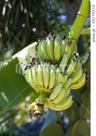Fresh green banana fruits on a tree Fresh green banana fruits on a tree 36279310