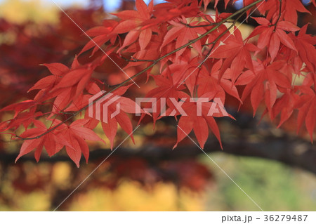 自然　植物　オオモミジ、鮮やかな紅色に染まった葉。文字通りの紅葉です② 36279487