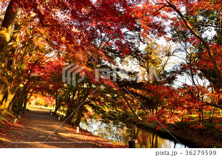 秋の大覚寺　大沢池 36279599
