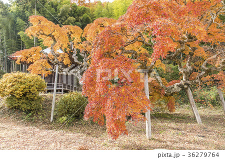 福島県いわき市 中釜戸のシダレモミジ 36279764