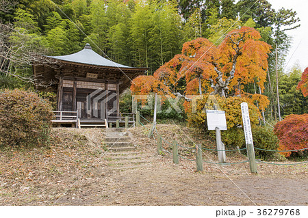 福島県いわき市 中釜戸のシダレモミジ 36279768