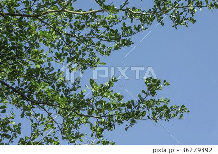 植物 工場 プランツ 36279892