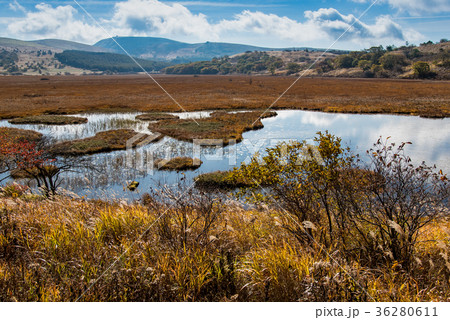 秋の八島ヶ原湿原　草紅葉の紅葉 36280611