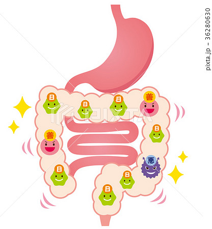 腸内フローラ 善玉菌 悪玉菌 日和見菌のイラスト素材