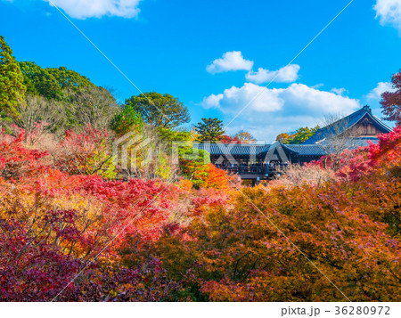 東福寺 通天橋の紅葉 36280972