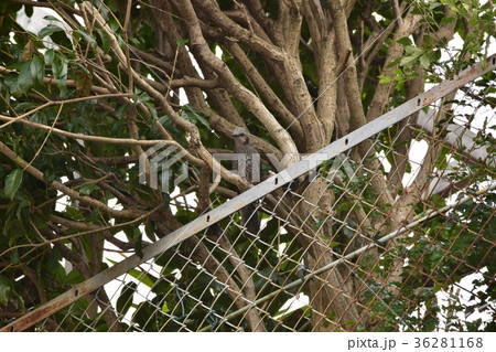 ヒヨドリ 36281168