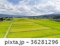Green Rice Fields  36281296